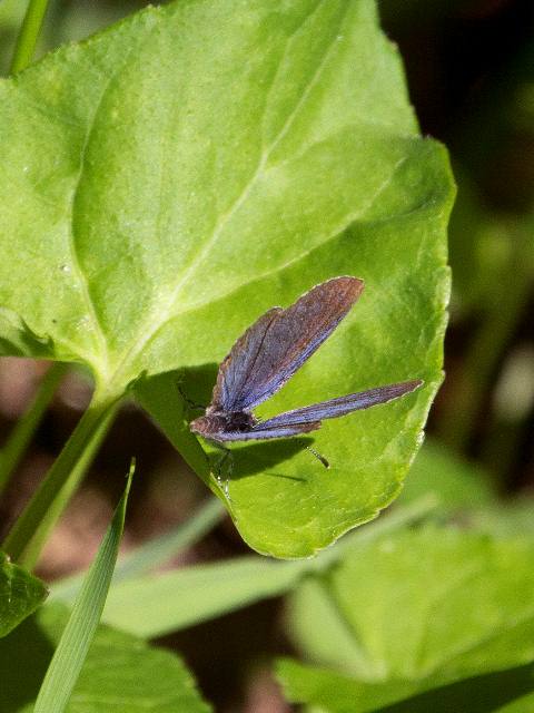 Unidentified Blue, Stony Fork Valley Overlook, Blue Ridge Parkway